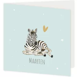 Zebra - Maarten