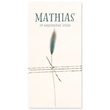 Droogbloem blauw - Mathias