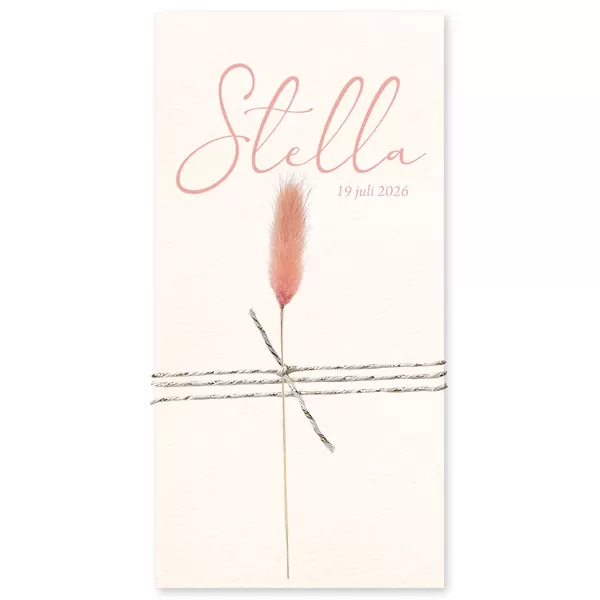 Droogbloem roze - Stella